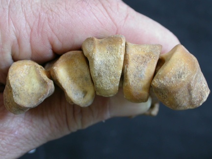 Metacarpianos : parte proximal (11280 visitas) Ursus arctos - Hembra - Joven adulta - Elementos derechosColección : Departamento d'Osteología de... Metacarpianos : parte proximal
