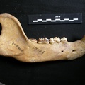 Mandible