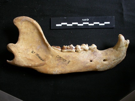 Mandibule (10014 visites) Ursus arctos - Femelle - Jeune adulteCollection : Département d'Ostéologie du National Museum of K... Mandibule