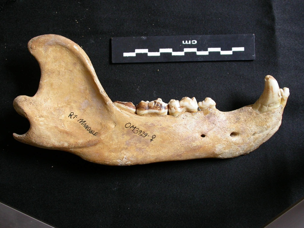 Mandibule (9487 visites) Ursus arctos - Femelle - Jeune adulteCollection : Département d'Ostéologie du National Museum of K... Mandibule