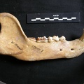 Mandibule (9508 visites) Ursus arctos - Femelle - Jeune adulteCollection : Département d'Ostéologie du National Museum of K... Mandibule