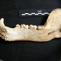 Mandible