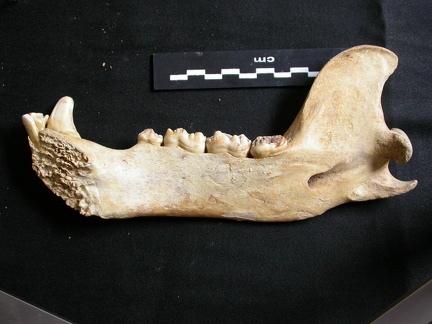 Mandibule (9652 visites) Ursus arctos - Femelle - Jeune adulteCollection : Département d'Ostéologie du National Museum of K... Mandibule
