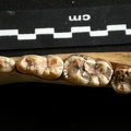Dentition inférieure (9709 visites) Ursus arctos - Femelle - Jeune adulteCollection : Département d'Ostéologie du National Museum of K... Dentition inférieure
