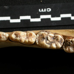 Dentition inférieure (9688 visites) Ursus arctos - Femelle - Jeune adulteCollection : Département d'Ostéologie du National Museum of K... Dentition inférieure
