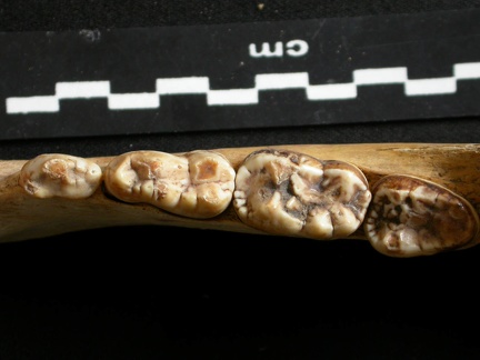 Dentition inférieure (9673 visites) Ursus arctos - Femelle - Jeune adulteCollection : Département d'Ostéologie du National Museum of K... Dentition inférieure
