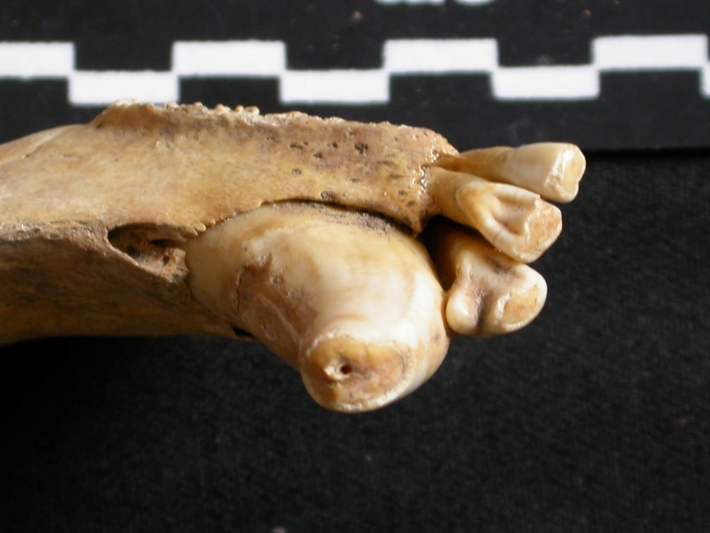 Canine et incisives inférieures (9548 visites) Ursus arctos - Femelle - Jeune adulteCollection : Département d'Ostéologie du National Museum of K... Canine et incisives inférieures