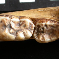 Dentition inférieure (9265 visites) Ursus arctos - Femelle - Jeune adulteCollection : Département d'Ostéologie du National Museum of K... Dentition inférieure
