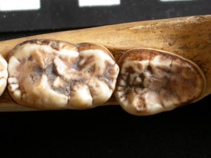 Dentición inferior (9265 visitas) Ursus arctos - Hembra - Joven adultaColección : Departamento d'Osteología del National Museum of ... Dentición inferior