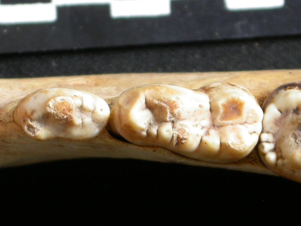 Dentition inférieure (9169 visites) Ursus arctos - Femelle - Jeune adulteCollection : Département d'Ostéologie du National Museum of K... Dentition inférieure