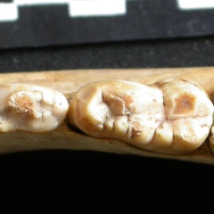 Dentition inférieure (9165 visites) Ursus arctos - Femelle - Jeune adulteCollection : Département d'Ostéologie du National Museum of K... Dentition inférieure