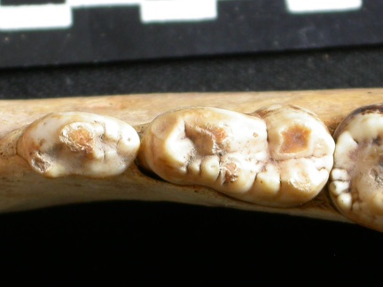 Dentición inferior (9165 visitas) Ursus arctos - Hembra - Joven adultaColección : Departamento d'Osteología del National Museum of ... Dentición inferior