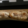 Dentition inférieure (9000 visites) Ursus arctos - Femelle - Jeune adulteCollection : Département d'Ostéologie du National Museum of K... Dentition inférieure