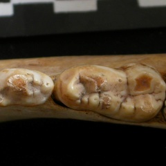 Dentition inférieure (8950 visites) Ursus arctos - Femelle - Jeune adulteCollection : Département d'Ostéologie du National Museum of K... Dentition inférieure