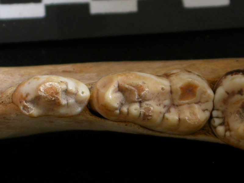 Dentition inférieure (8955 visites) Ursus arctos - Femelle - Jeune adulteCollection : Département d'Ostéologie du National Museum of K... Dentition inférieure