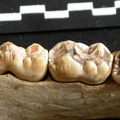 Dentition inférieure (8945 visites) Ursus arctos - Femelle - Jeune adulteCollection : Département d'Ostéologie du National Museum of K... Dentition inférieure