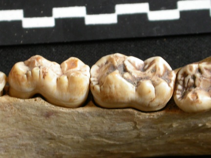 Dentición inferior (8874 visitas) Ursus arctos - Hembra - Joven adultaColección : Departamento d'Osteología del National Museum of ... Dentición inferior