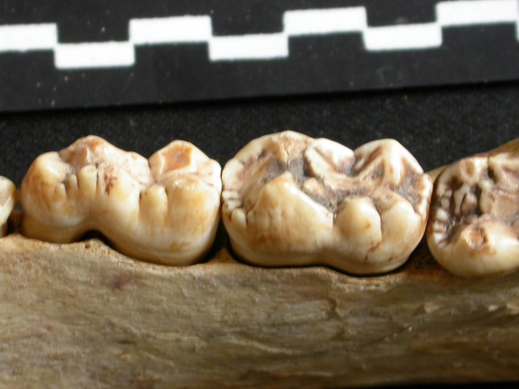 Dentition inférieure (8885 visites) Ursus arctos - Femelle - Jeune adulteCollection : Département d'Ostéologie du National Museum of K... Dentition inférieure