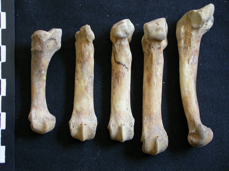 Métatarsiens (11235 visites) Ursus arctos - Femelle - Jeune adulte - Éléments droitsCollection : Département d'Ostéologie du ... Métatarsiens