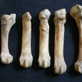 Metatarsals