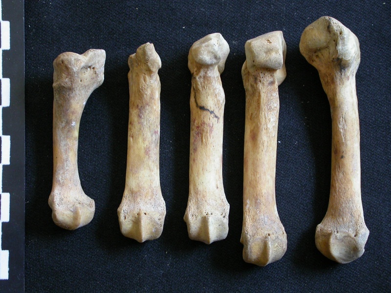 Métatarsiens (10786 visites) Ursus arctos - Femelle - Jeune adulte - Éléments droitsCollection : Département d'Ostéologie du ... Métatarsiens