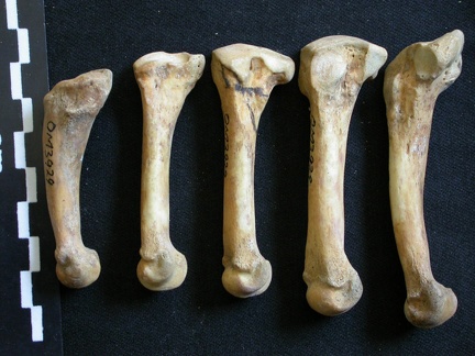 Métatarsiens (10530 visites) Ursus arctos - Femelle - Jeune adulte - Éléments droitsCollection : Département d'Ostéologie du ... Métatarsiens