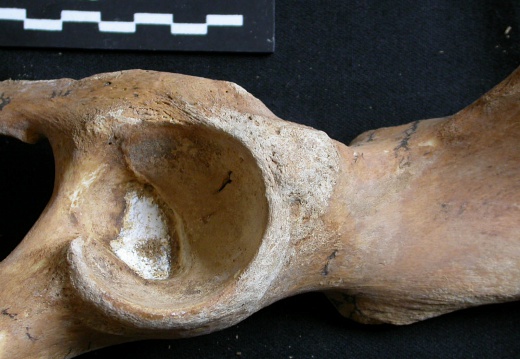 Coxal: acetabulum