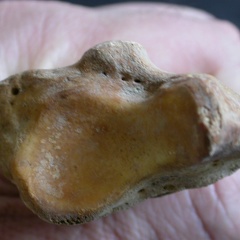 Radius: distal part (14927 visits) Ursus arctos - Female - Young adult - Right elementCollection: Department d'Osteology of National M... Radius: distal part