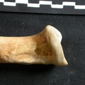 Ulna : partie proximale (8379 visites) Ursus arctos - Femelle - Jeune adulte - Élément droitCollection : Département d'Ostéologie du Na... Ulna : partie proximale