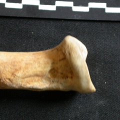Ulna : partie proximale (8009 visites) Ursus arctos - Femelle - Jeune adulte - Élément droitCollection : Département d'Ostéologie du Na... Ulna : partie proximale