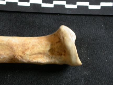 Ulna : partie proximale (8009 visites) Ursus arctos - Femelle - Jeune adulte - Élément droitCollection : Département d'Ostéologie du Na... Ulna : partie proximale