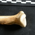 Ulna : partie proximale (8537 visites) Ursus arctos - Femelle - Jeune adulte - Élément droitCollection : Département d'Ostéologie du Na... Ulna : partie proximale