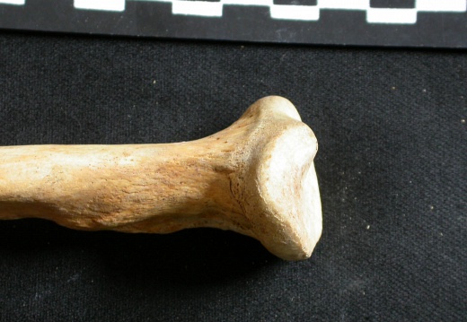 Ulna : partie proximale (8175 visites) Ursus arctos - Femelle - Jeune adulte - Élément droitCollection : Département d'Ostéologie du Na... Ulna : partie proximale