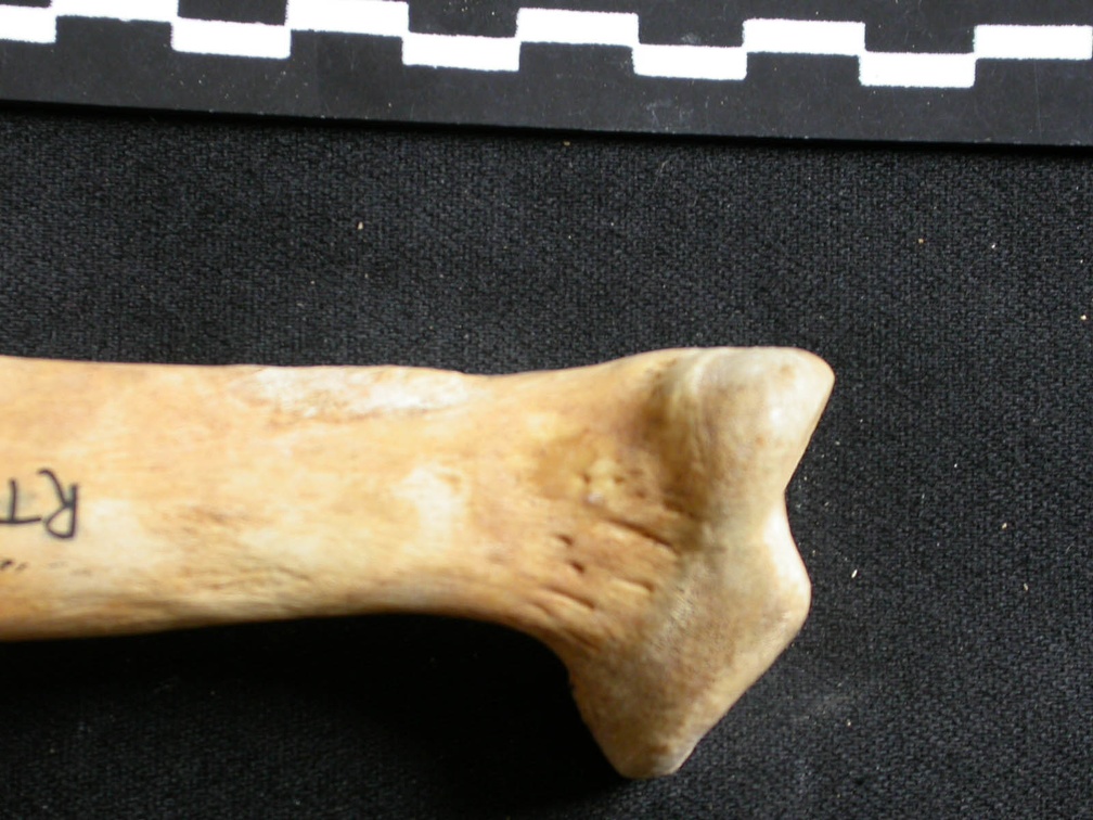Ulna: proximale part (7839 visits) Ursus arctos - Female - Young adult - Right elementCollection: Department d'Osteology of National M... Ulna: proximale part