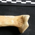 Ulna : partie proximale (8220 visites) Ursus arctos - Femelle - Jeune adulte - Élément droitCollection : Département d'Ostéologie du Na... Ulna : partie proximale