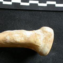 Ulna : partie proximale (8178 visites) Ursus arctos - Femelle - Jeune adulte - Élément droitCollection : Département d'Ostéologie du Na... Ulna : partie proximale