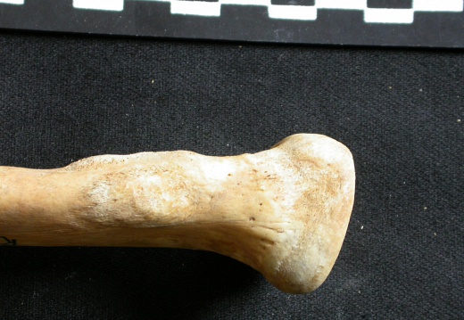 Ulna : partie proximale (8161 visites) Ursus arctos - Femelle - Jeune adulte - Élément droitCollection : Département d'Ostéologie du Na... Ulna : partie proximale