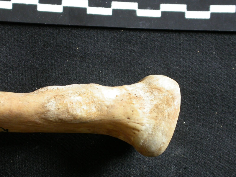 Ulna : partie proximale (8167 visites) Ursus arctos - Femelle - Jeune adulte - Élément droitCollection : Département d'Ostéologie du Na... Ulna : partie proximale
