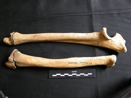Radius et ulna (15195 visites) Ursus arctos - Femelle - Jeune adulte - Éléments droitsCollection : Département d'Ostéologie du ... Radius et ulna