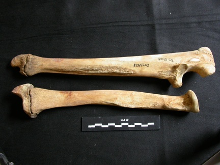 Radius et ulna (10791 visites) Ursus arctos - Femelle - Jeune adulte - Éléments droitsCollection : Département d'Ostéologie du ... Radius et ulna