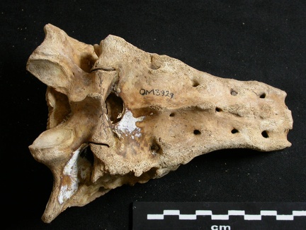 Sacrum (8371 visites) Ursus arctos - Femelle - Jeune adulteCollection : Département d'Ostéologie du National Museum of K... Sacrum