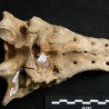 Sacrum