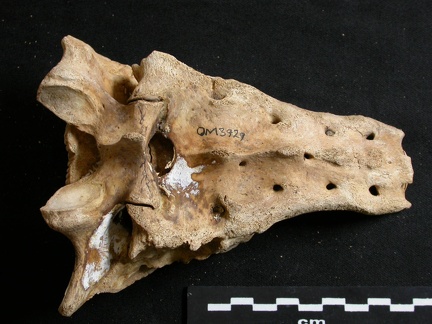 Sacrum (8267 visites) Ursus arctos - Femelle - Jeune adulteCollection : Département d'Ostéologie du National Museum of K... Sacrum