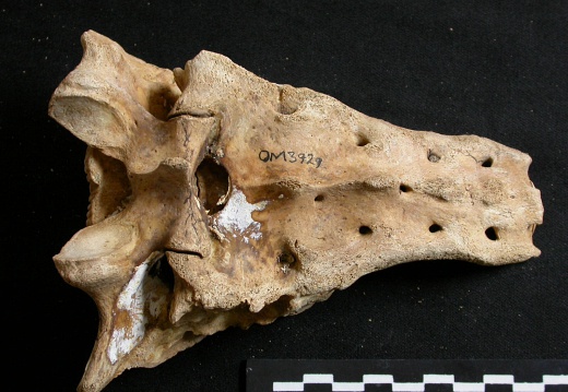 Sacrum (8265 visites) Ursus arctos - Femelle - Jeune adulteCollection : Département d'Ostéologie du National Museum of K... Sacrum
