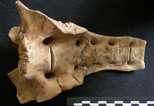Sacrum (8457 visites) Ursus arctos - Femelle - Jeune adulteCollection : Département d'Ostéologie du National Museum of K... Sacrum