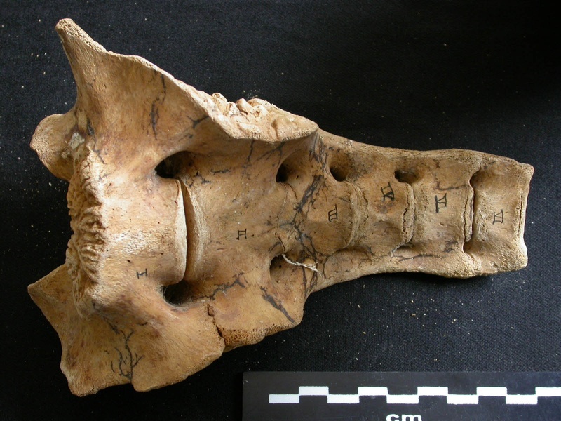 Sacrum (8494 visites) Ursus arctos - Femelle - Jeune adulteCollection : Département d'Ostéologie du National Museum of K... Sacrum