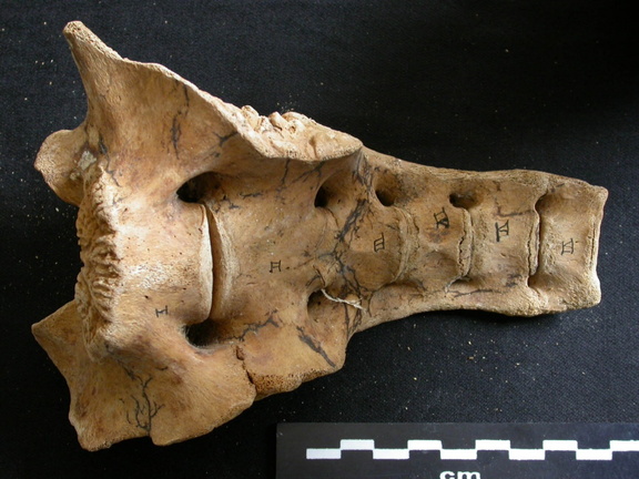 Sacrum