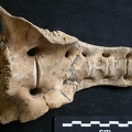 Sacrum (8700 visites) Ursus arctos - Femelle - Jeune adulteCollection : Département d'Ostéologie du National Museum of K... Sacrum