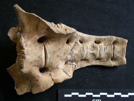 Sacrum (8328 visites) Ursus arctos - Femelle - Jeune adulteCollection : Département d'Ostéologie du National Museum of K... Sacrum