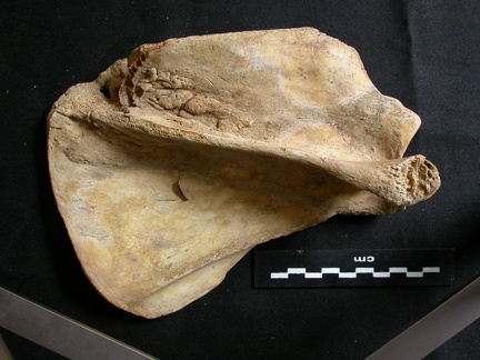 Scapula : vue latérale (8492 visites) Ursus arctos - Femelle - Jeune adulte - Élément droitCollection : Département d'Ostéologie du Na... Scapula : vue latérale
